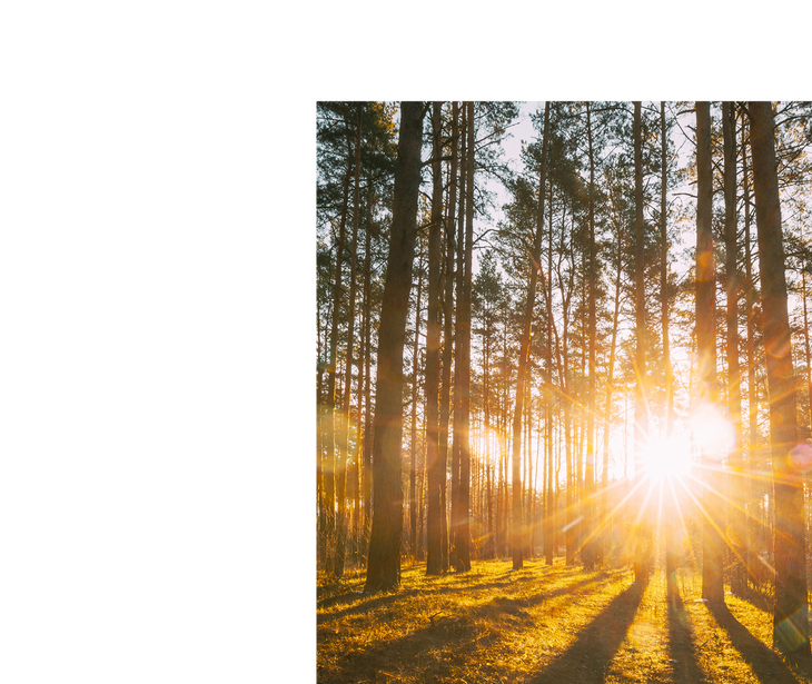 Sonnenstrahlen scheinen durch einen Wald mit hohen Nadelbäumen und werfen lange Schatten auf den Boden.