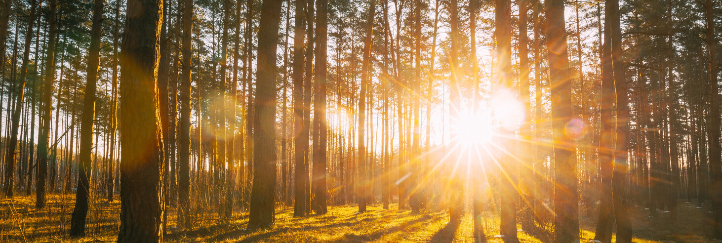 Sonnenstrahlen scheinen durch einen Wald mit hohen Nadelbäumen und werfen lange Schatten auf den Boden.