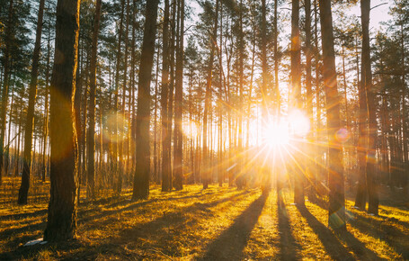 Sonnenstrahlen scheinen durch einen Wald mit hohen Nadelbäumen und werfen lange Schatten auf den Boden.